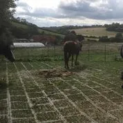 INB Paddockplatten für Matsch geeignet